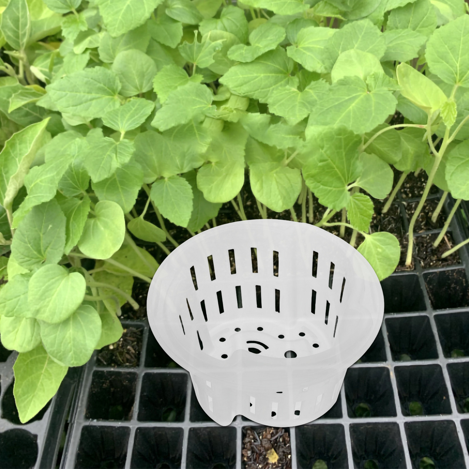4 Adet Hidroponik Sebze Yetişt - Plant Pot incelemesi ve fiyatı