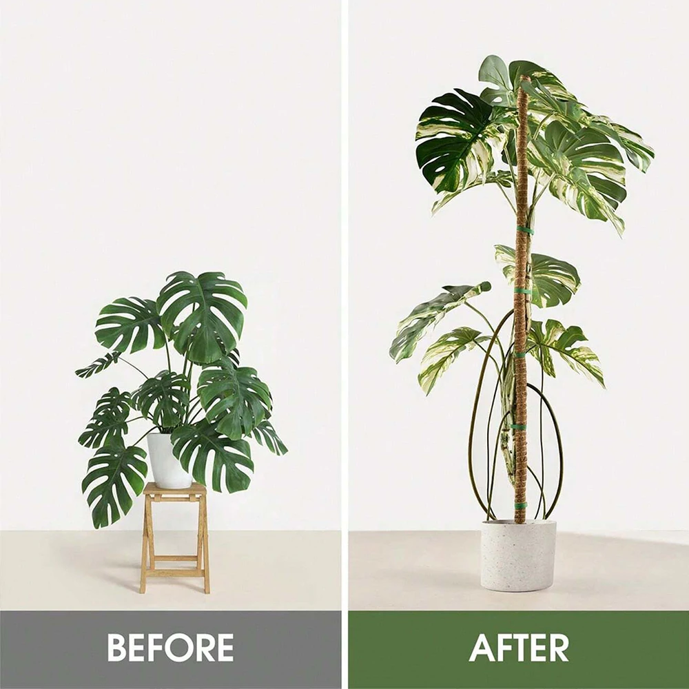 Monstera Bitkisi için Yosunlu  - Indoor Herb Garden incelemesi ve fiyatı