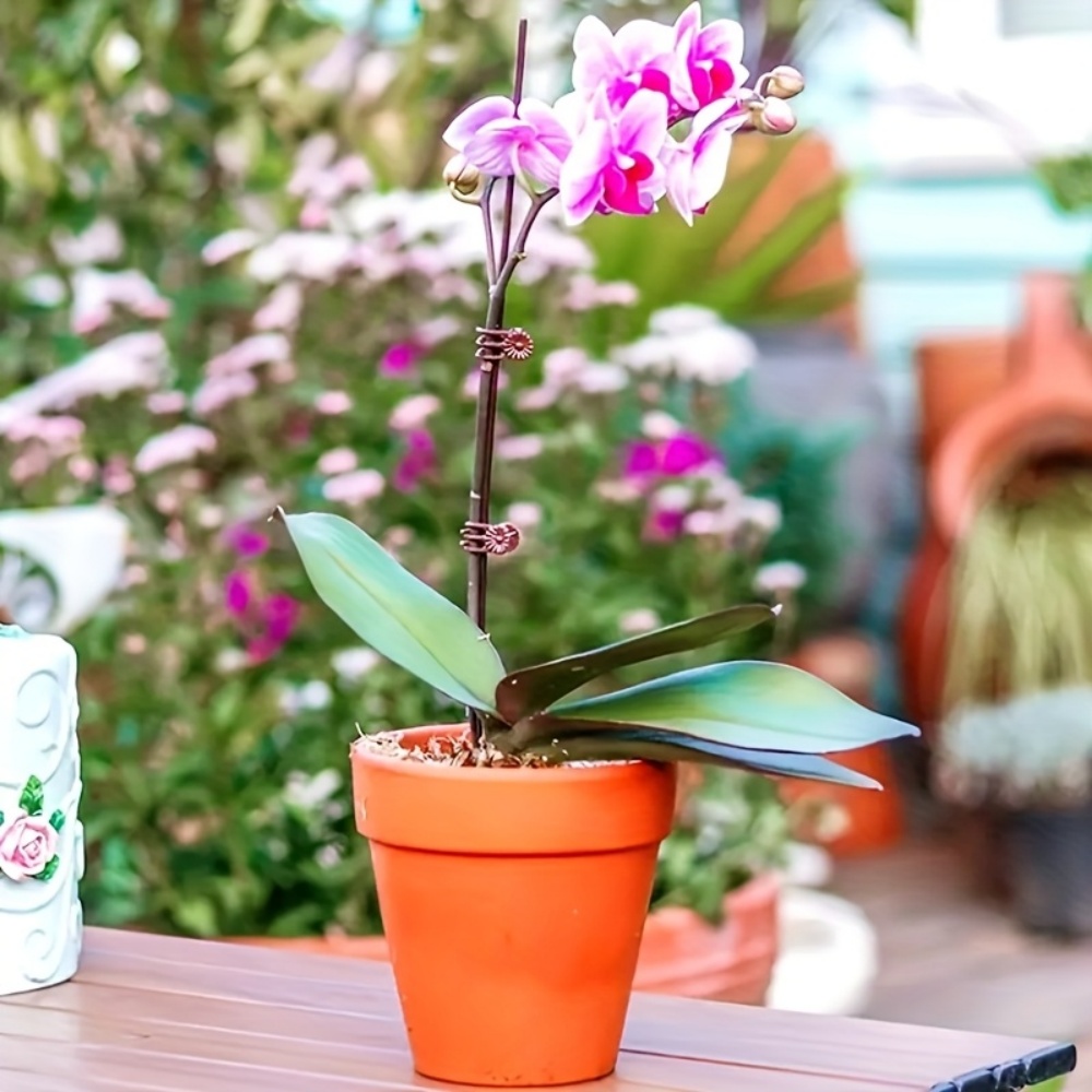 100 Adet Orkide ve Asma Bahçe  - Indoor Herb Garden incelemesi ve fiyatı